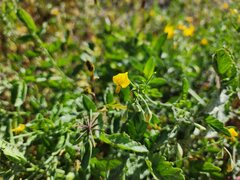 (c) GREGORY ANTHONY PAUCA TANCO, some rights reserved (CC BY) Solanum peruvianum, photograph (c) GREGORY ANTHONY PAUCA TANCO, some rights reserved (CC BY)