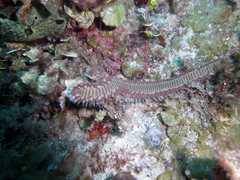 Hermodice carunculata