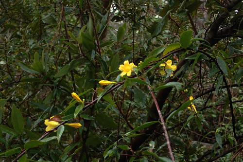 Evening trumpetflower (Gelsemium sempervirens)
