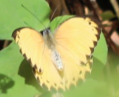 Belenois thysa thysa