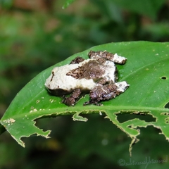 Theloderma baibungense