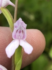 Brownleea recurvata