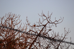 Haemorhous mexicanus