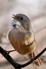 Rufous-Tailed Babbler photo 3