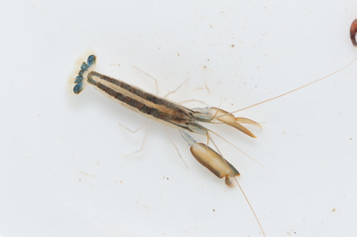 Alpheus splendidus observed 2026-04-19