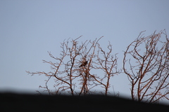 Corvus brachyrhynchos