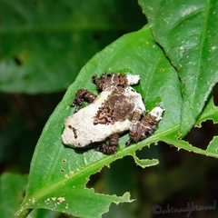 Theloderma baibungense