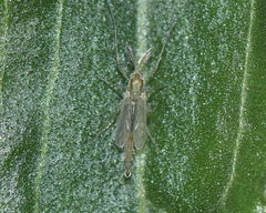 Chironomidae
