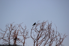 Corvus brachyrhynchos