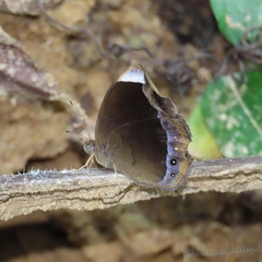 Mycalesis anaxias