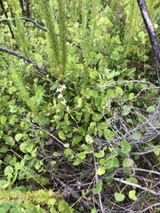 Brownleea recurvata