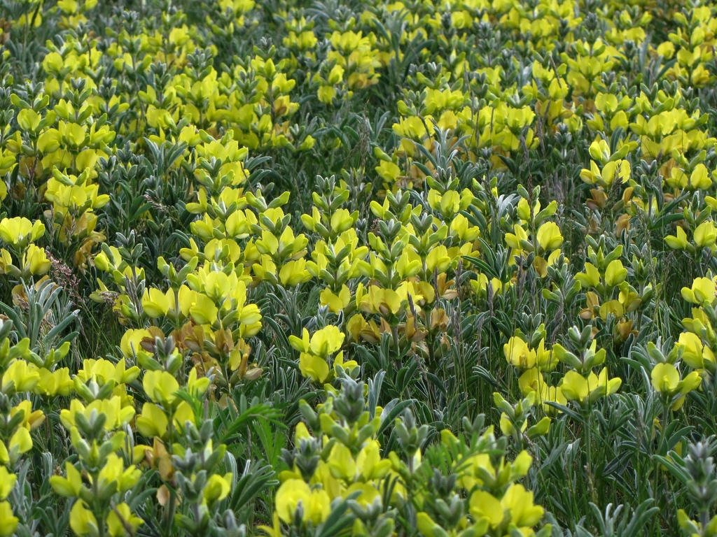 Thermopsis mongolica