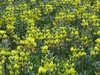 Thermopsis mongolica - Photo (c) Pyak Andrei, some rights reserved (CC BY-NC), uploaded by Pyak Andrei