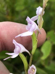 Brownleea recurvata