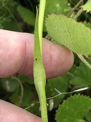 Brownleea recurvata