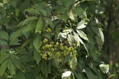 Sapindus trifoliatus, photograph (c) Dinesh Valke, some rights reserved (CC BY-SA)