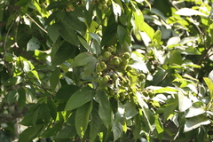 Sapindus trifoliatus, photograph (c) Dinesh Valke, some rights reserved (CC BY-SA)