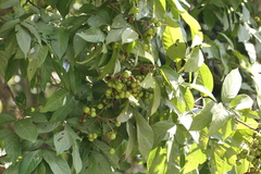Sapindus trifoliatus, photograph (c) Dinesh Valke, some rights reserved (CC BY-SA)