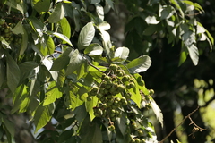 Sapindus trifoliatus, photograph (c) Dinesh Valke, some rights reserved (CC BY-SA)