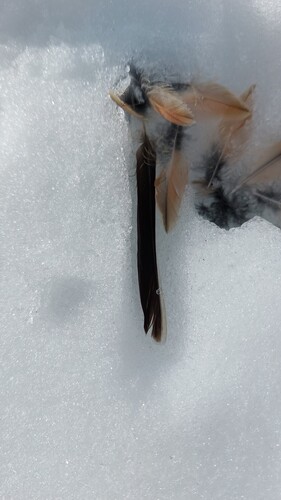 Plume de Alouette haussecol