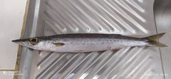 Sphyraena borealis