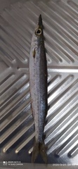 Sphyraena borealis