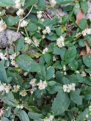Alternanthera bettzickiana