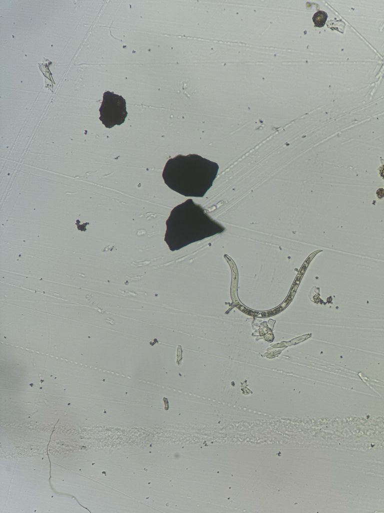 Rotylenchulus