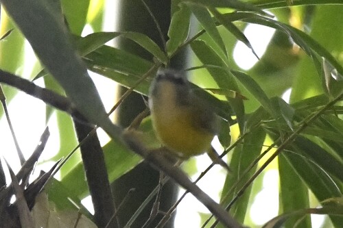 Yellow-bellied Warbler (Abroscopus superciliaris), photo 10