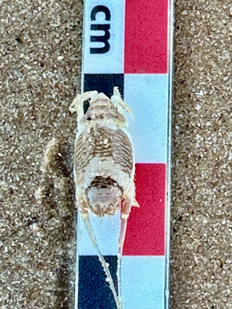 Mastigochirus quadrilobatus