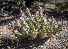 Micropuntia pulchella