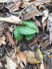Hexastylis arifolia