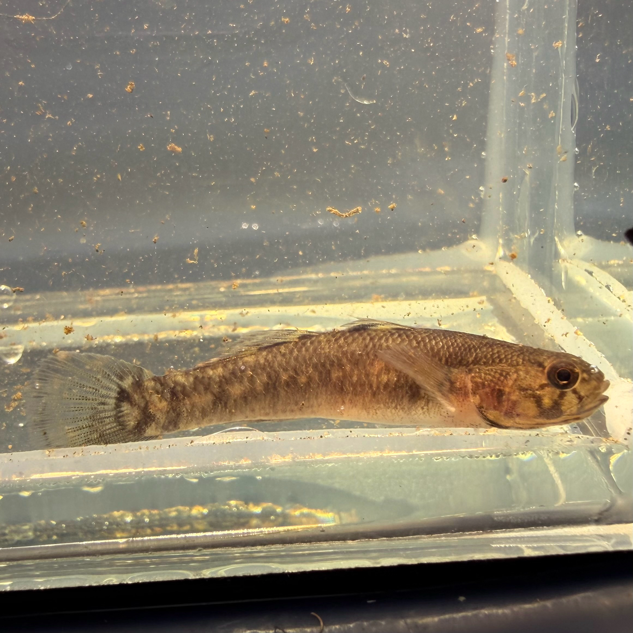 Threadfin Mangrove Goby