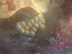 Botryllus
