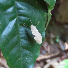 Lithosia yuennanensis