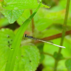 Agriocnemis lacteola