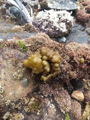 Ectocarpales
