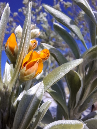 Callistachys lanceolata, photograph 4