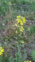 Erysimum canescens