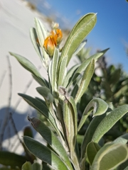 Callistachys lanceolata, photograph author not stated, no rights reserved