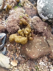 Ectocarpales
