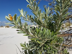 Callistachys lanceolata, photograph author not stated, no rights reserved