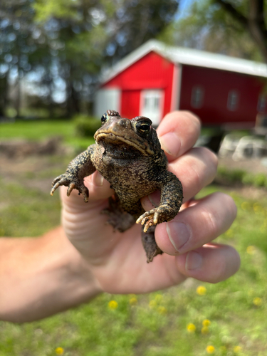 American Toad