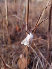 Spilosoma dubia