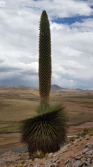 Puya raimondii
