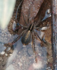 Pardosa subsordidatula