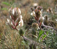 Oxytropis reverdattoi