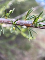 Eriophyes adenostomae