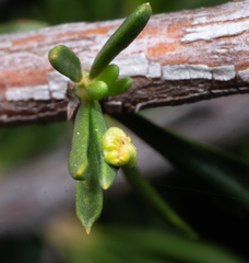 Eriophyes adenostomae