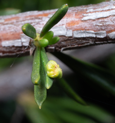 Eriophyes adenostomae